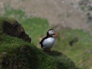 puffin